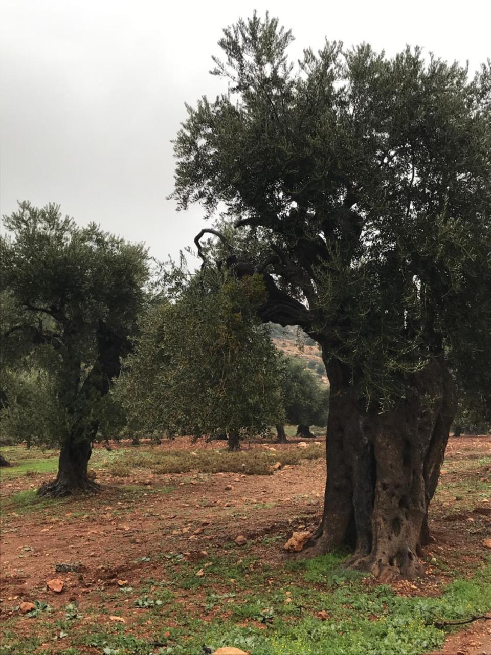 Ajloun Hotel Exterior foto